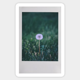 Dandelion Instant Photo (Puffball) Sticker